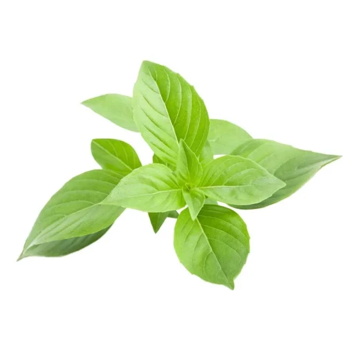 عکس ریحان